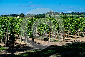The wine region of Saint Emillion photo