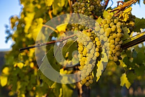 wine region Wachau at wine harvest time in Austria