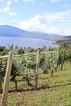 Wine Resorts-California of Canada Okanagan valley photo