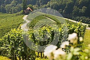 Wine road in a shape of a heart, Maribor, Slovenia