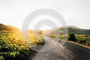 Wine Road Tasting.Sunset at vineyard.Wine production alcohol industry.Countryside.Wine region.Winemaker valley.Hills with vine