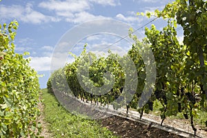 The Wine Roads Los Caminos del Vino of Uruguay