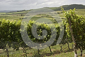 The Wine Roads Los Caminos del Vino of Uruguay