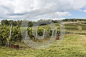 The Wine Roads Los Caminos del Vino of Uruguay photo