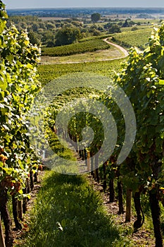 Wine route in Alsace