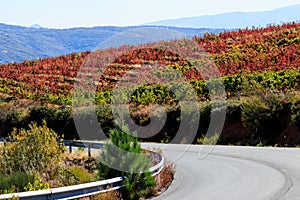Spanish vineyard route in autumn, Sierra de Francia, Spain photo