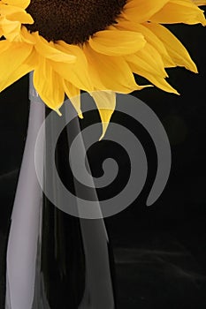 Wine with Sunflower