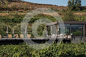 Wine tasting hotel amidst grapevines growing in vineyard on sunny day