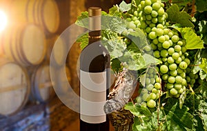 Wine tasting in an old wine cellar with wooden wine barrels in a winery, Red wine bottle and grapevine