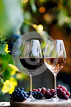 wine for tasting on table in vineyard