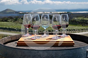 Wine Tasting - Vineyard