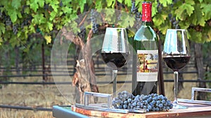 Wine tasting in the Vineyard. Background.