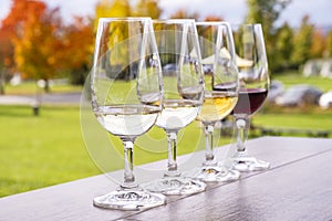 Wine Tasting in a Vineyard With Fall Foliage as Backdrop