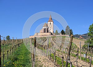 Wine trail french vineyard old church alsace france