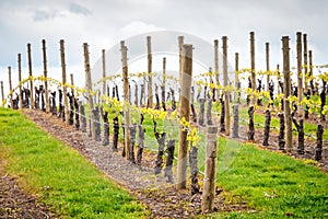 Wine valley in Adelaide Hills