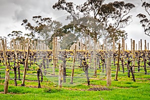 Wine valley in Adelaide Hills