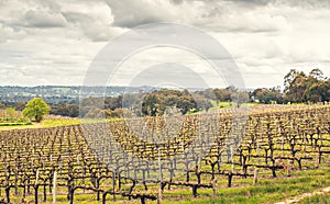 Wine valley in Adelaide Hills