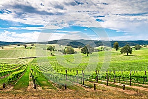 Wine valley in Barossa