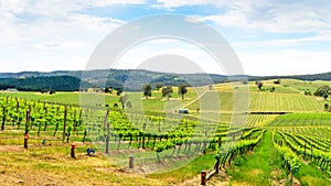 Wine valley in Barossa