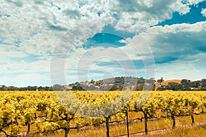 Wine valley in Barossa, South Australia