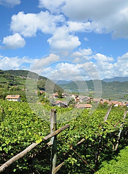 Wine Village of Tramin,South Tirol,Trentino,Italy