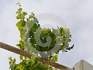 Wine vines opposite a blue sky