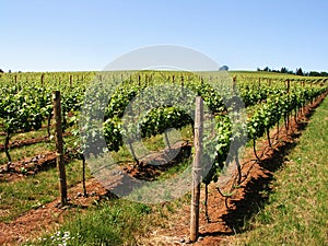 Wine Vineyard