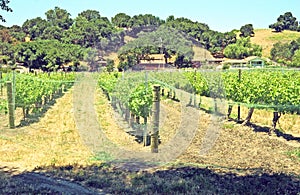 Wine Vineyard