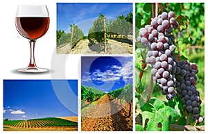 Wine and vineyard collage