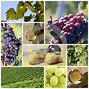 Wine and vineyard collage