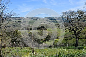 Wine Vineyard in Napa Valley California