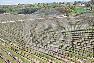 Wine Vineyard, Napa Valley, California