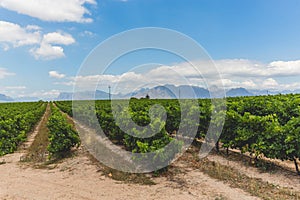 Wine vineyard in Stellenbosch on a beautiful day