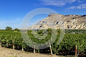 Wine Vineyards in Colorado River Valley