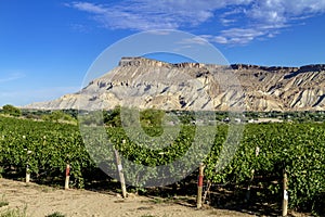 Wine Vineyards in Colorado River Valley