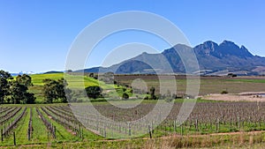 Wine Vineyards Mountains Scenic Landscape