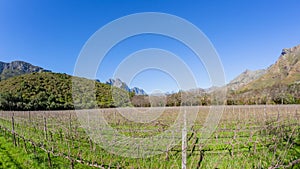 Wine Vineyards Mountains Scenic Landscape