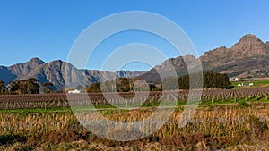 Wine Vineyards Mountains Scenic Landscape
