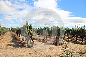 Wine vineyards in the Napa Valley area of California