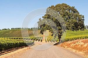 Wine Vineyards, Rows, Trellis, Road, Oak Tree and Sky