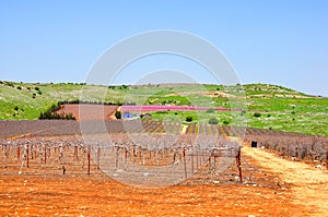 Wine Yard, Israel