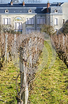 Wine yard's, burgundy, France, saone-et-loire