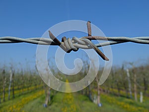 Wine yard secured with barbed wire