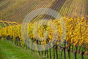 Wine yard with yellow leaves