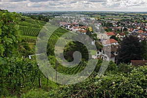 Wine yards and Schriesheim town