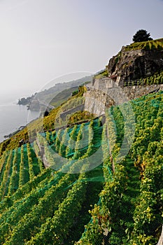 The wine yards and terraces Lavaux at the Unesco World Heritage