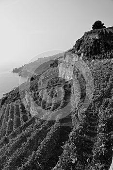 The wine yards and terraces Lavaux at the Unesco World Heritage