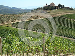 Wine-yards of Tuscany