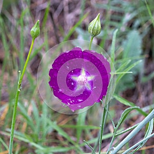 Winecup flower and its white star center during Texas spring wildflower season.