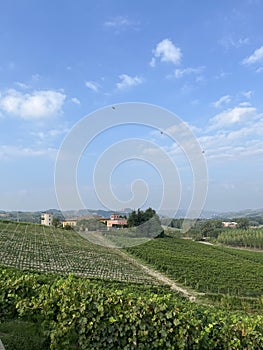 Vineyard in Piemonte Italy